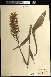 Platanthera ciliaris image