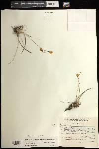 Oestlundia ligulata image