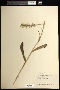 Platanthera lacera image