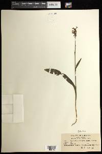 Platanthera clavellata image