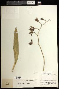 Oncidium maculatum image