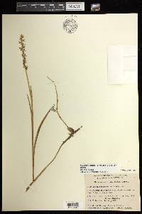 Platanthera dilatata image