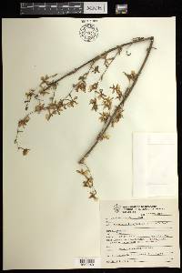 Oncidium sphacelatum image