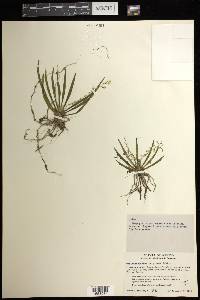 Ornithocephalus tripterus image