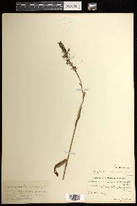 Platanthera lacera image