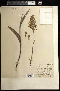 Platanthera ciliaris image