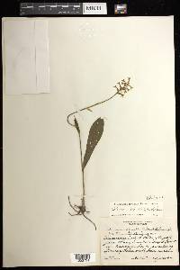 Platanthera clavellata image