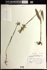 Platanthera lacera image