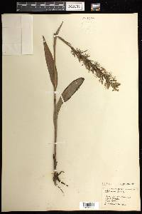 Platanthera lacera image