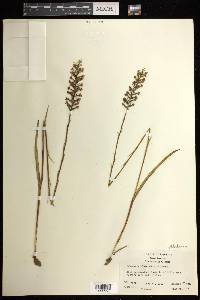 Platanthera nivea image