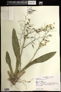 Oncidium luteum image