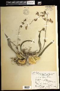 Oncidium reflexum image