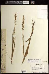 Platanthera dilatata image