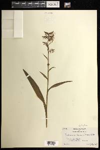 Platanthera lacera image