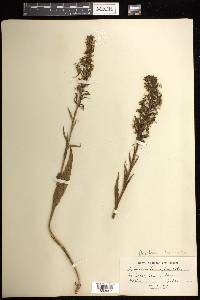 Platanthera lacera image