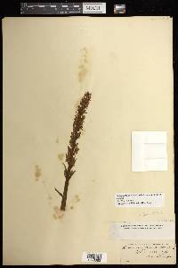 Platanthera dilatata image