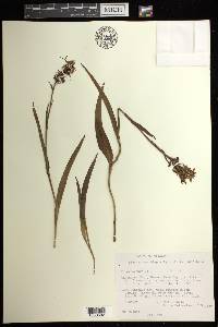 Platanthera blephariglottis image