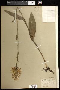 Platanthera ciliaris image