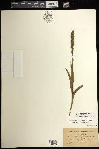 Platanthera aquilonis image