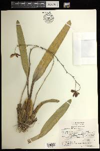 Oncidium maculatum image