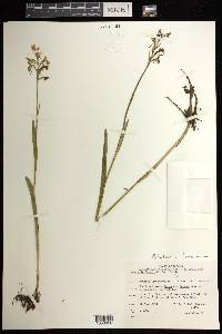 Platanthera lacera image