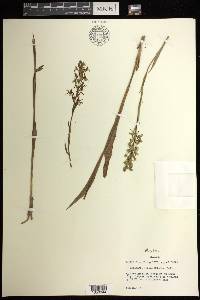 Platanthera lacera image