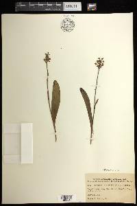 Platanthera clavellata image