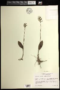 Platanthera clavellata image