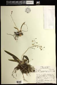 Oncidium cheirophorum image