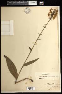 Platanthera ciliaris image