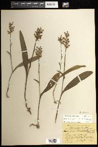 Platanthera clavellata image