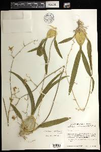 Oncidium reflexum image