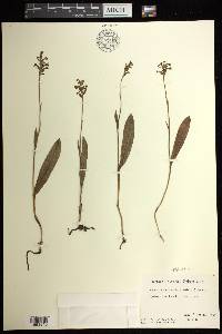 Platanthera clavellata image