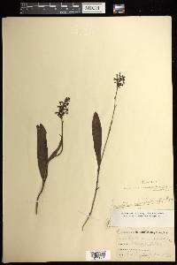 Platanthera clavellata image