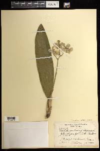 Trichocentrum cavendishianum image
