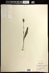 Platanthera clavellata image