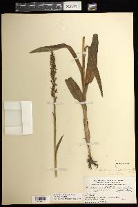 Platanthera aquilonis image