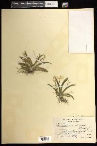 Erycina crista-galli image