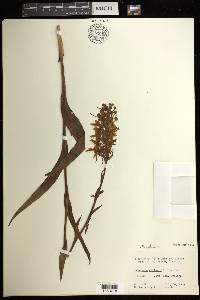 Platanthera ciliaris image