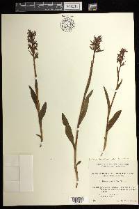 Dactylorhiza traunsteineri image