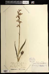 Anacamptis palustris image