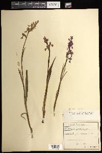 Anacamptis palustris image