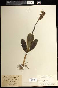 Orchis pallens image