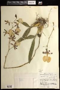 Oncidium tigrinum image