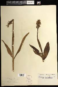 Orchis militaris image
