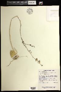 Oncidium ghiesbreghtianum image