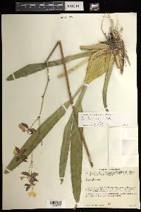 Oncidium unguiculatum image