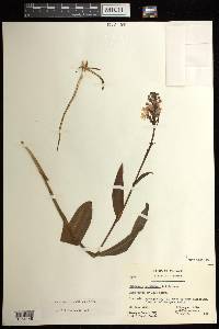 Platanthera psycodes image