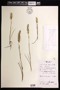 Spiranthes romanzoffiana image