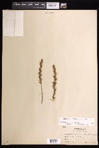 Spiranthes vernalis image